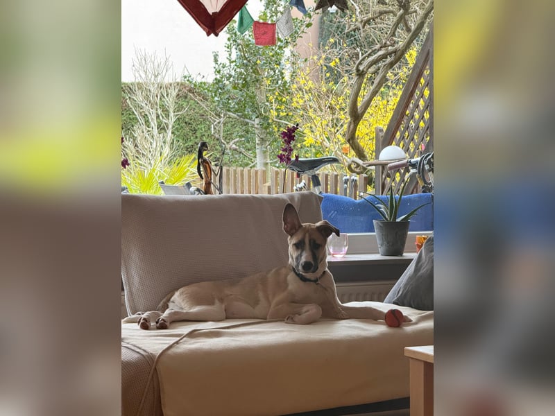 Lilly - will endlich ihr eigenes Für immer Zuhause - ja für immer bitte