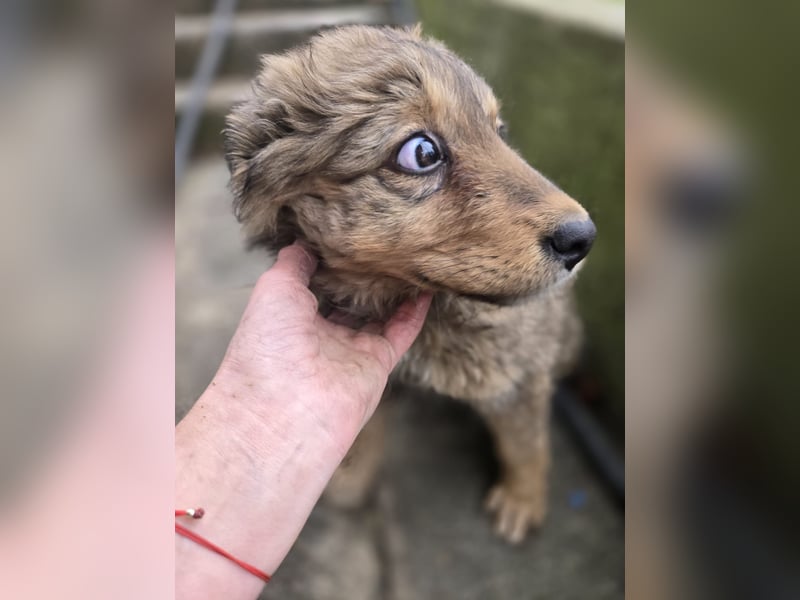 Tizia - verspielt, neugierig und verschmuste Welpe sucht dich