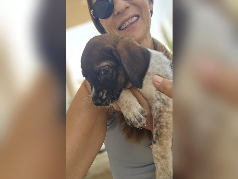 Sabrina, Abenteuer Junghund für Dich ?