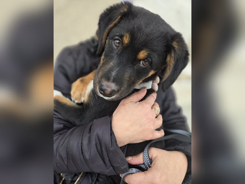 Georgina - möchte dich adoptieren oder Du sie ?
