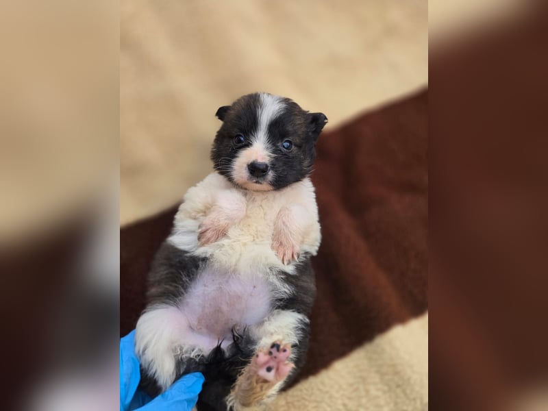 Zadie - darf ich bei dir ankommen und ein Teil deiner Familie werden