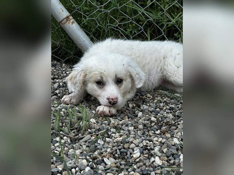 Milo - sucht dich für gemeinsame Abenteuer des Lebens
