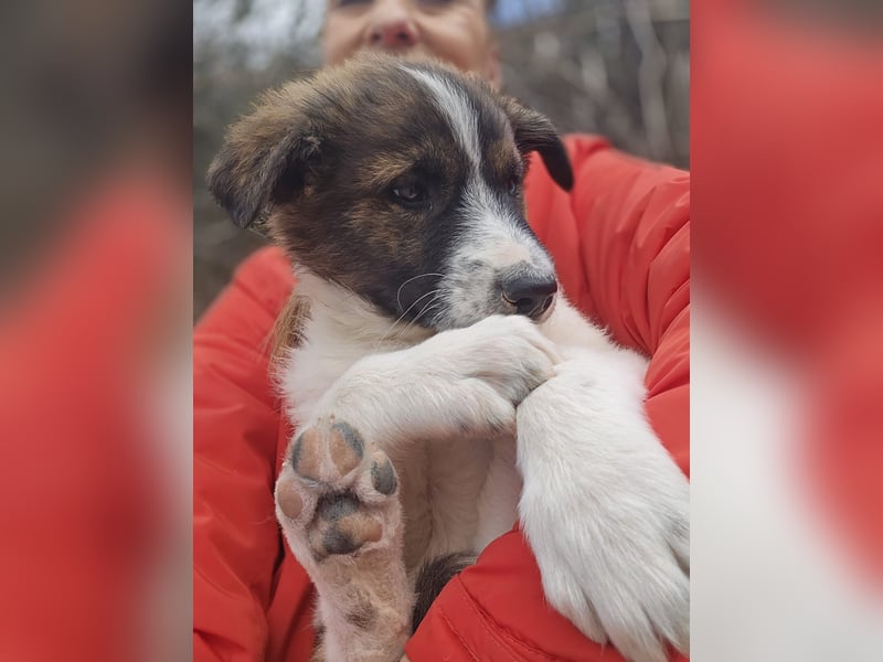 Zadie - darf ich bei dir ankommen und ein Teil deiner Familie werden