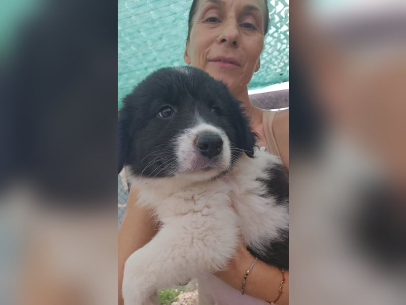 Jamila sucht Dich - ein Zuhause für immer