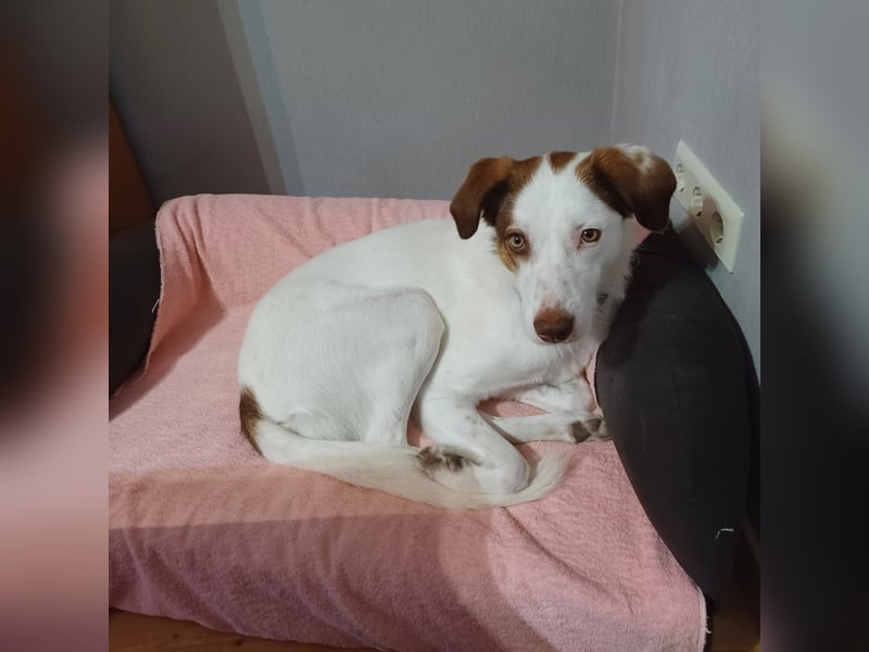 Filippa - sucht ihr Foreverhome, in dem sie geliebt wird und für immer bleiben darf