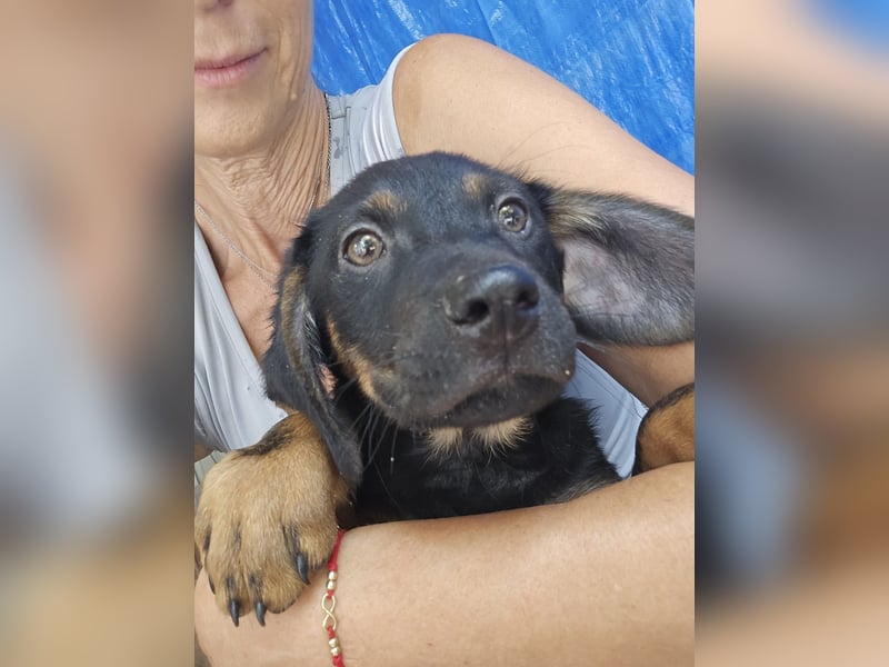 Russel - willst du mit mir gemeinsam wachsen und mir ein Forever Home geben ? Ja Du