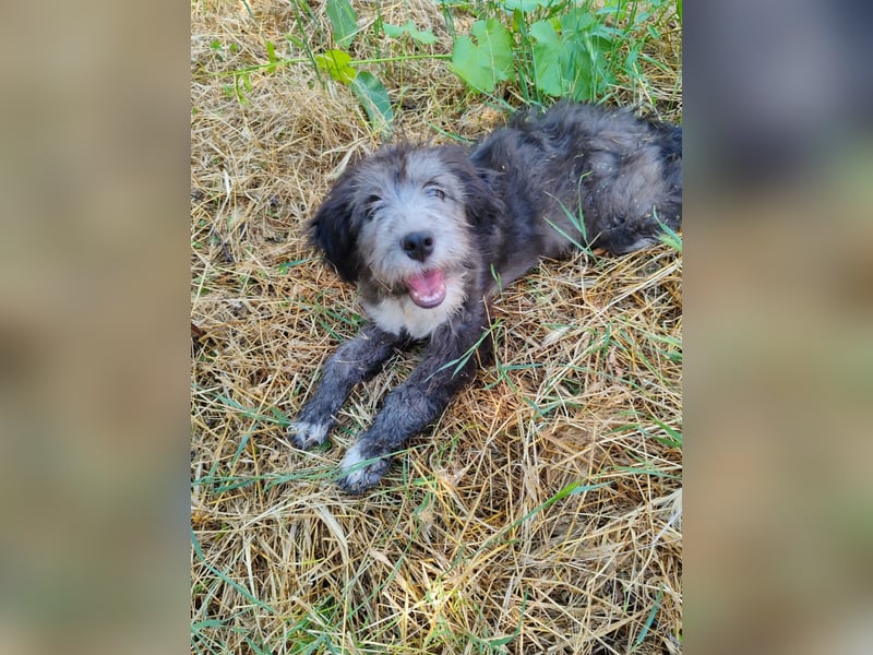 Misuki - toller süsser junge Hund sucht dich als Wegbegleiter