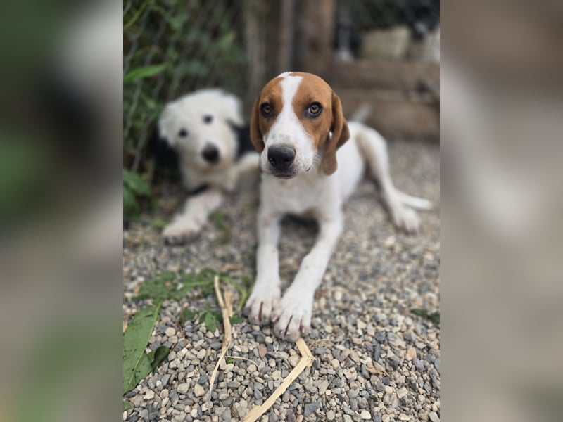 Lissy - sucht Dich für liebevolle Erziehung und für ihr Foreverhome