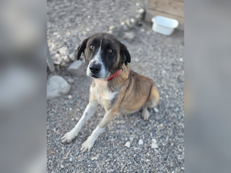 Zaira - Mama von 5 Welpen möchte ein Zuhause, in dem sie nie wieder kämpfen muss - bei dir ?