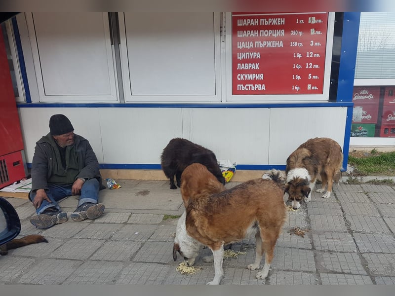 Veska - ältere Hundedame sucht dich für ihren Alterswohnsitz
