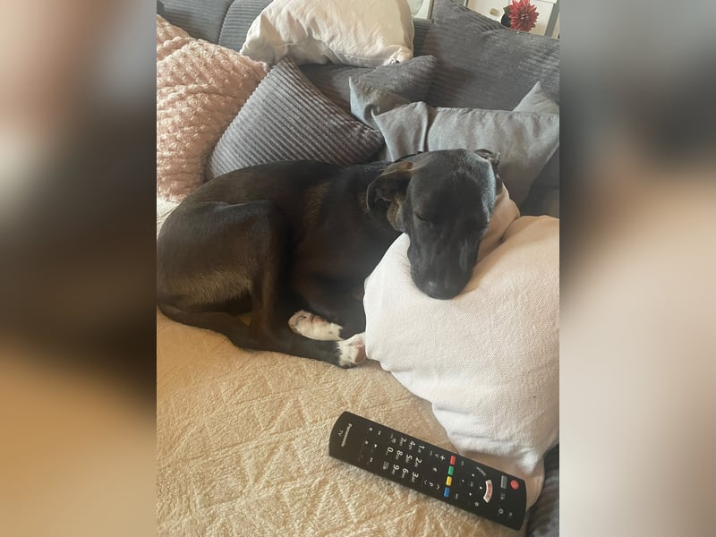 Dana - zwei Stationen - ich möchte jetzt mein Foreverhome bei Dir für Immer