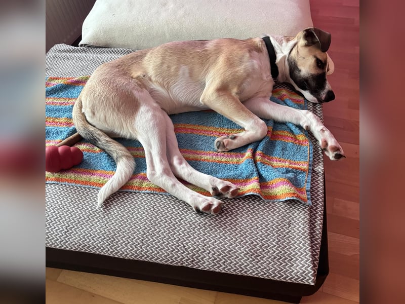 Lilly - will endlich ihr eigenes Für immer Zuhause - ja für immer bitte