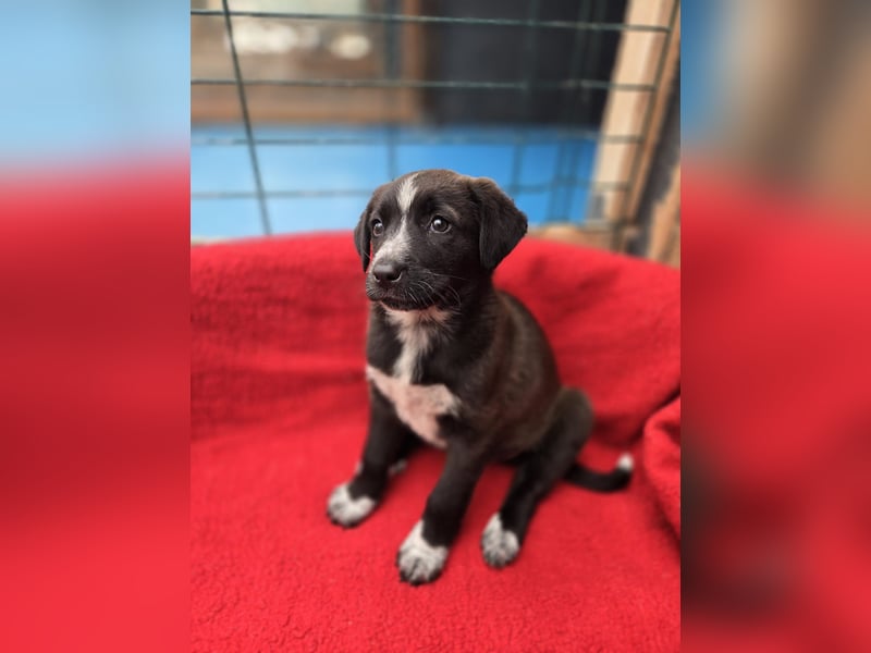 Dolce - süss, fröhlich und zugänglich - sucht genau dich - ja dich