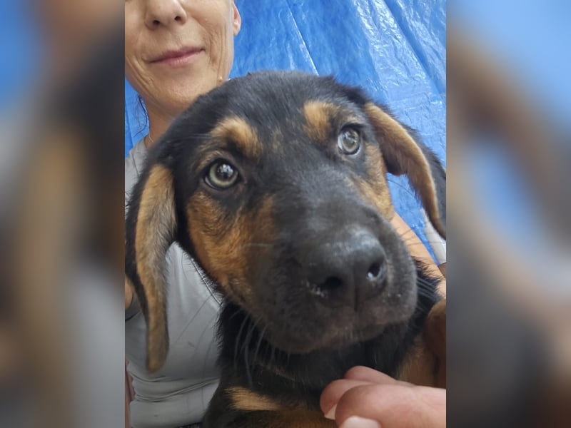 Romeo sucht bei Dir sein Körbchen oder eigens Bett für Immer