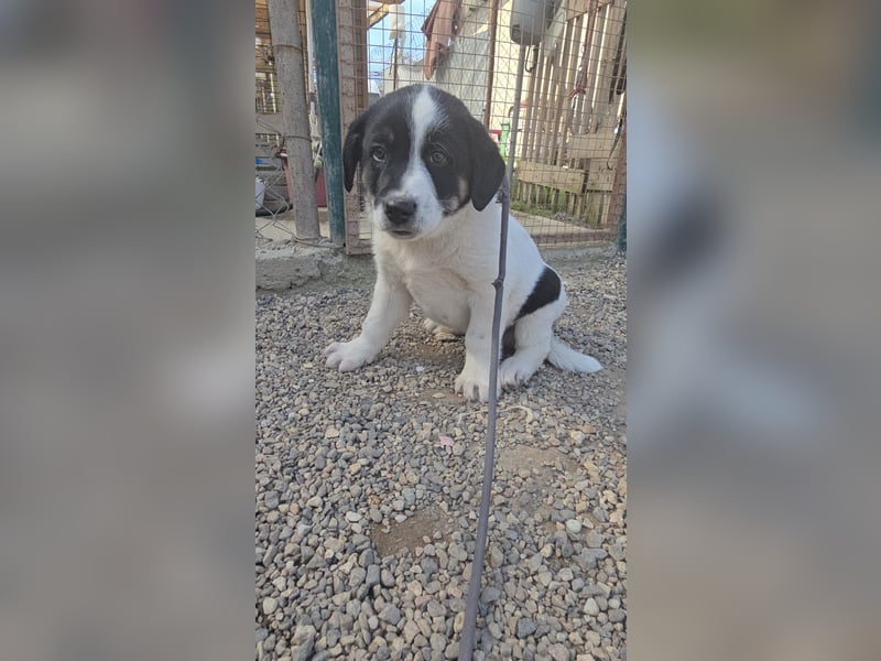 Bingo - sucht ein warmes Körbchen und vieeeel Liebe