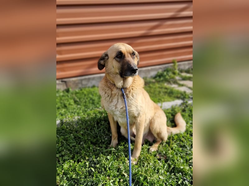 Wieka - Mama und ruhmreiche Kämpferin - sucht ihr Foreverhome