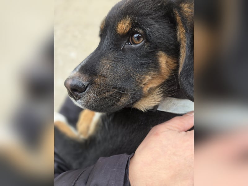 Georgina - möchte dich adoptieren oder Du sie ?