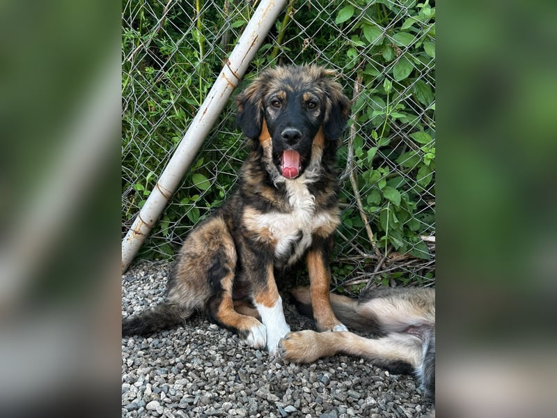 Daria - sanfte und liebe Hündin sucht dich