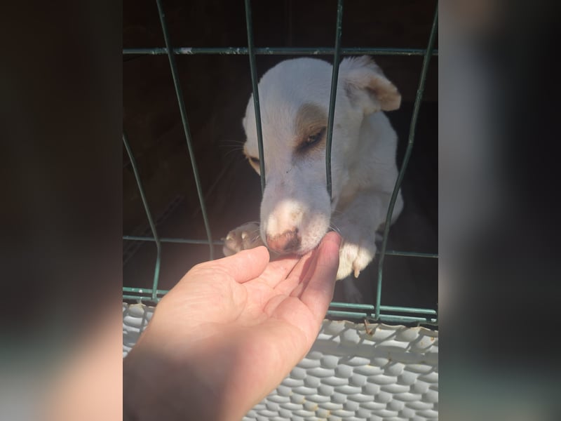 Kilian sucht Dich - bei dir möchte er ein lebenslanges und behütetes Zuhause haben - Hast du es ?