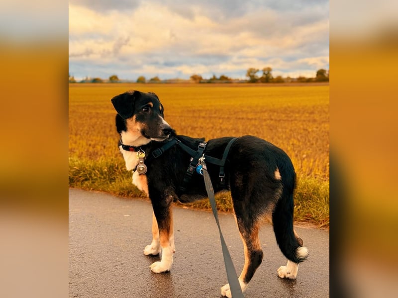 Charlie - besonderer Traum , Hund mit sanften Wesen