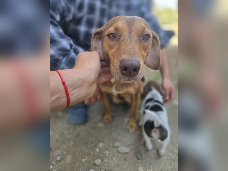 Sarinka - Hundemama sucht jetzt ihr Foreverhome - bei Dir
