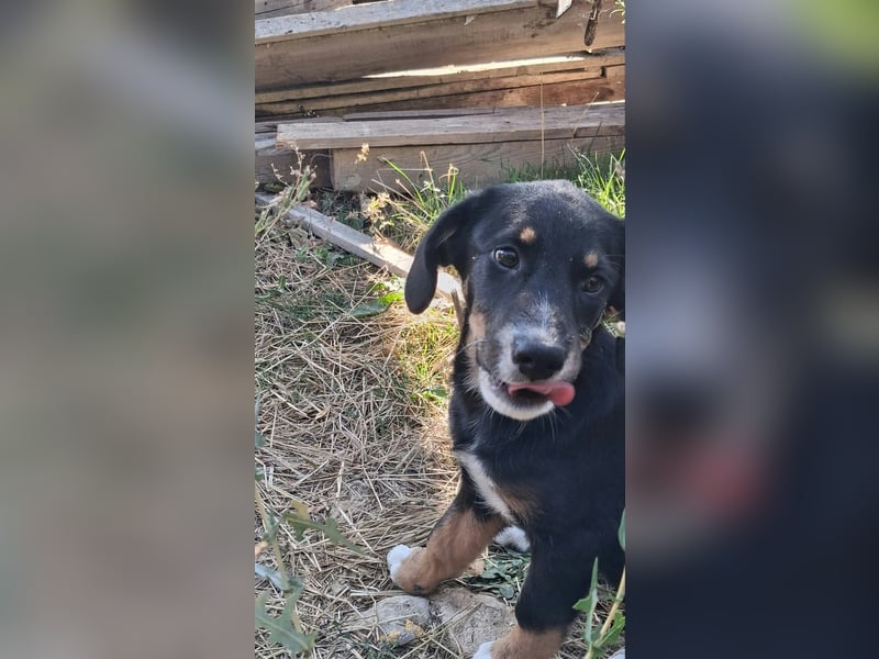 Pumpkin - sucht Dich für eine Freundschaft fürs Leben
