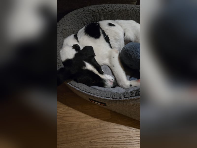 Klara - sucht Dich für gemeinsame Abenteuer