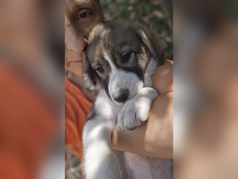 Josie - sucht ein Zuhause voller Liebe, Wärme und Menschen die sie glücklich macht