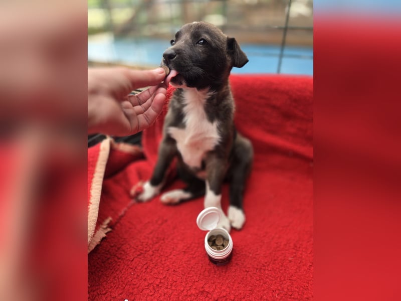 Dana - Welpenmädchen sucht dich - für ihr Foreverhome