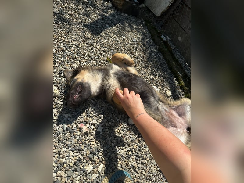 Dilara - fröhliches und offenes Hundemädchen sucht Dich