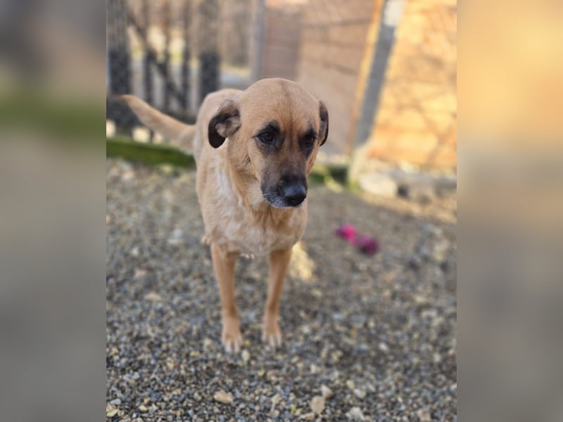 Wieka - Mama und ruhmreiche Kämpferin - sucht ihr Foreverhome