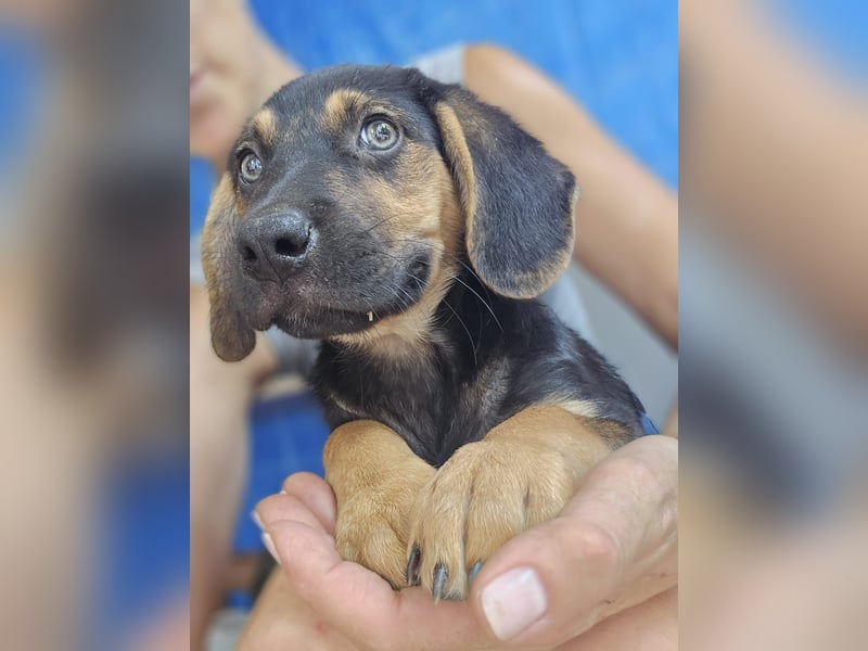 Romeo sucht bei Dir sein Körbchen oder eigens Bett für Immer