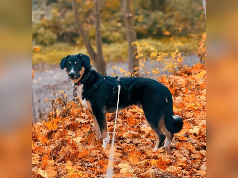 Charlie - besonderer Traum , Hund mit sanften Wesen