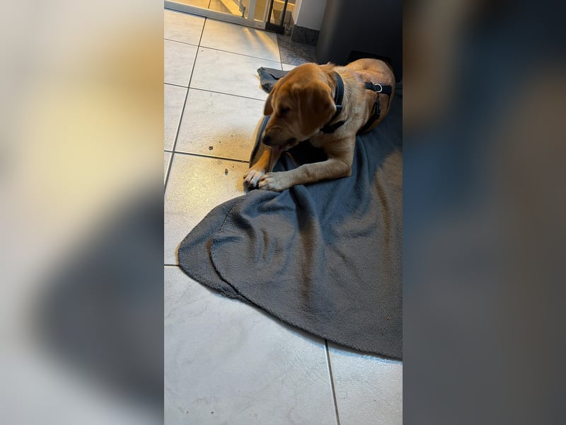 Lani - sucht ihr wahres Happy End - gelehrige Junghündin