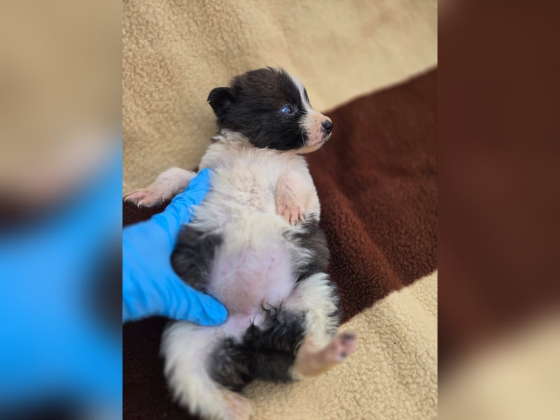 Zadie - darf ich bei dir ankommen und ein Teil deiner Familie werden