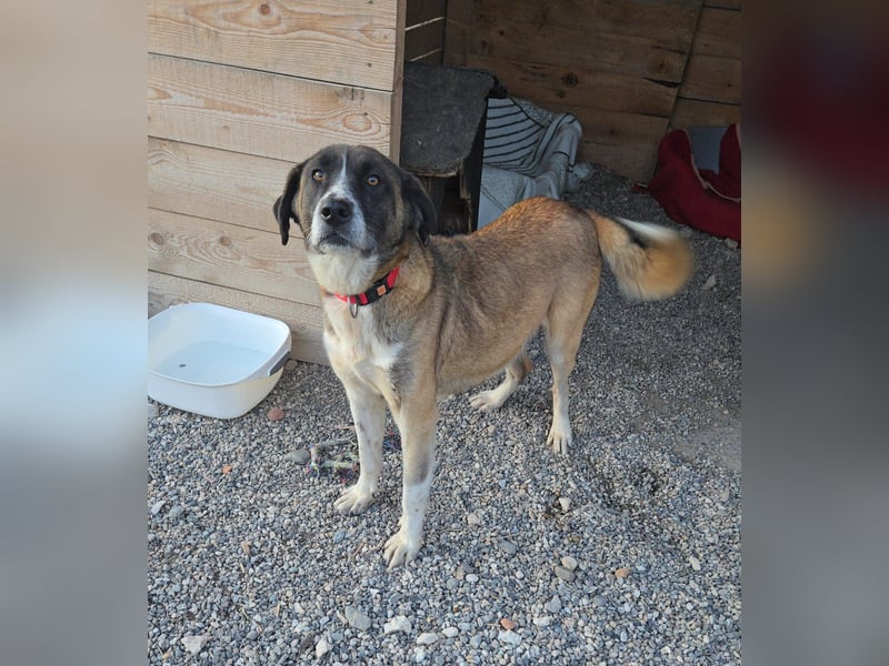 Zaira - Mama von 5 Welpen möchte ein Zuhause, in dem sie nie wieder kämpfen muss - bei dir ?