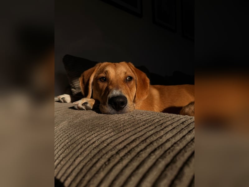 Lani - sucht ihr wahres Happy End - gelehrige Junghündin