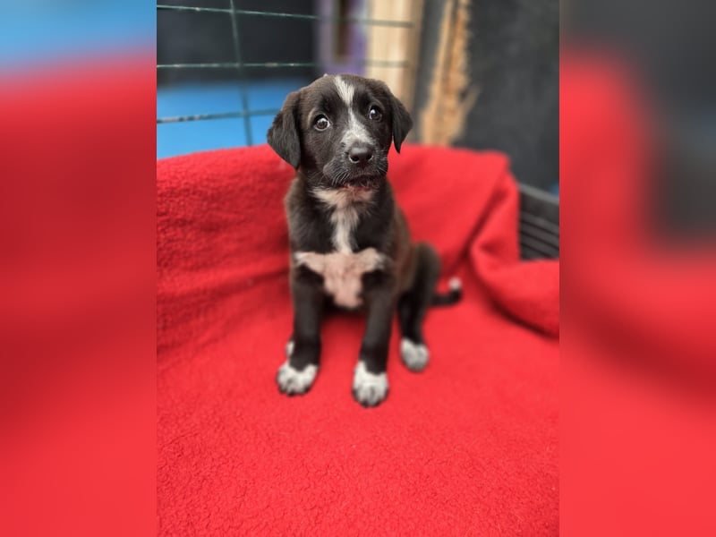 Dolce - süss, fröhlich und zugänglich - sucht genau dich - ja dich