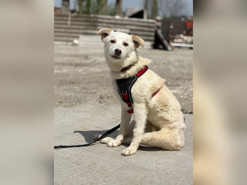 Cem, suchen dringend einen Gnadenplatz - wir wünschen das Cem sein Happy Wesen wieder findet