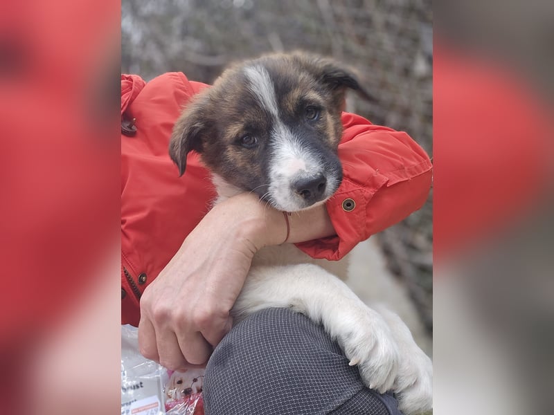 Zadie - darf ich bei dir ankommen und ein Teil deiner Familie werden