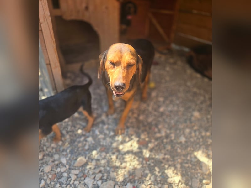 Ginger - tapfere Mama, die gerne eine Familie hätte, bei der sie ankommen kann