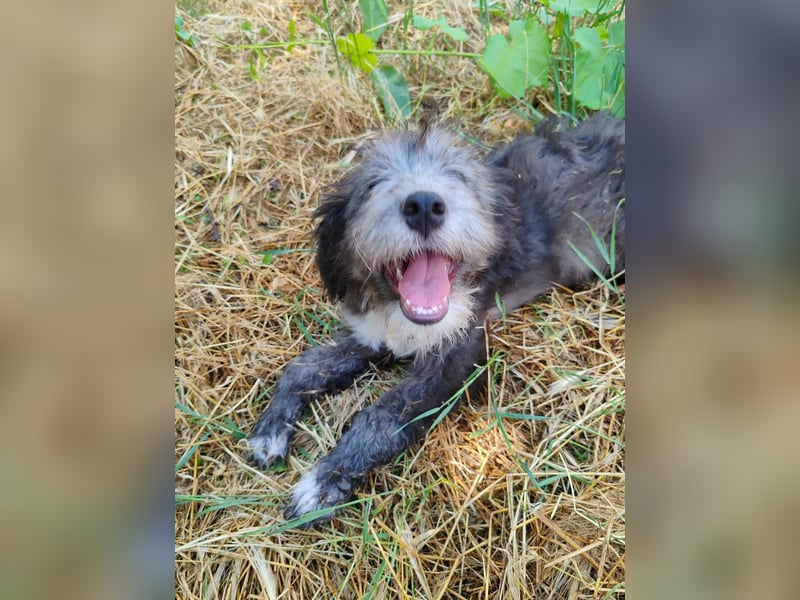 Misuki - toller süsser junge Hund sucht dich als Wegbegleiter