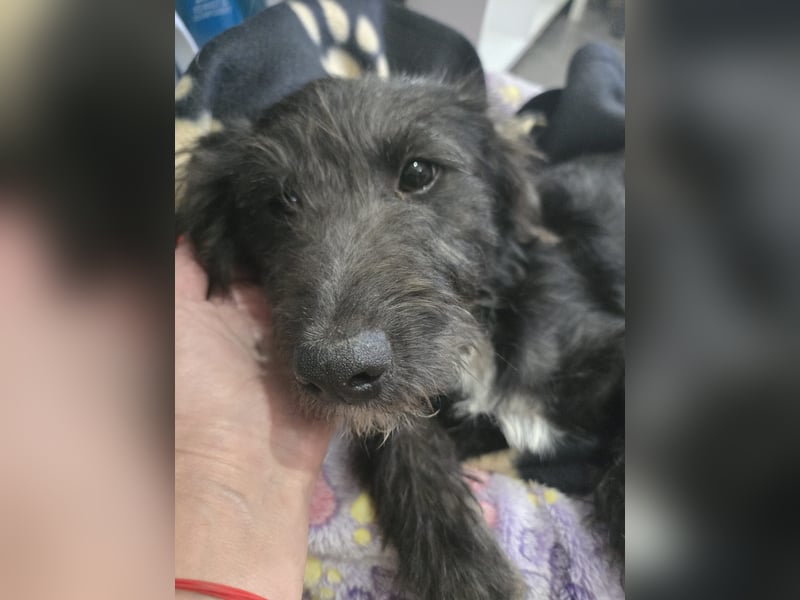 Leon - mit seinem treuen Hundeblick, sucht er ein Zuhause bei Dir