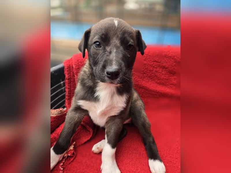Dana - Welpenmädchen sucht dich - für ihr Foreverhome