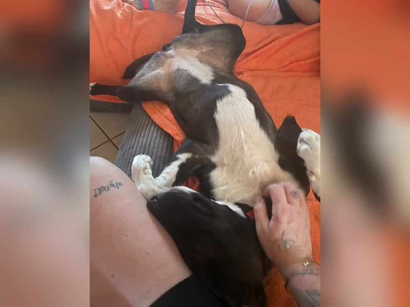 Dana - zwei Stationen - ich möchte jetzt mein Foreverhome bei Dir für Immer