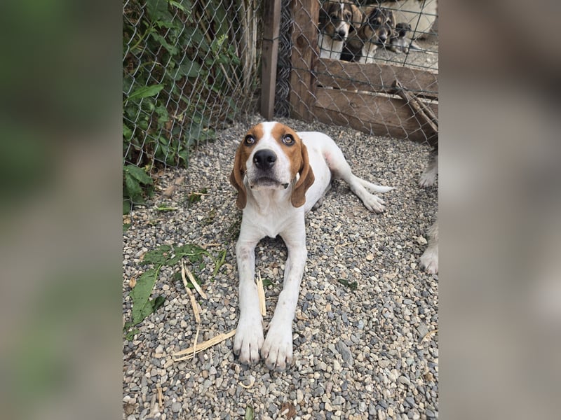 Lissy - sucht Dich für liebevolle Erziehung und für ihr Foreverhome