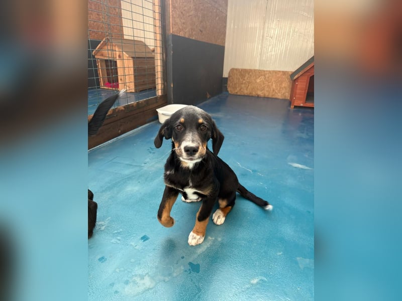 Pumpkin - sucht Dich für eine Freundschaft fürs Leben