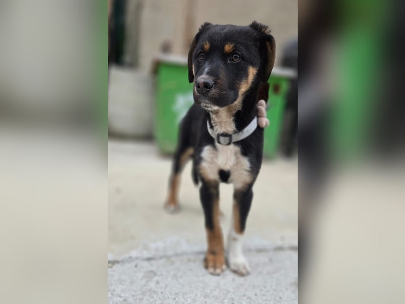 Georgina - möchte dich adoptieren oder Du sie ?