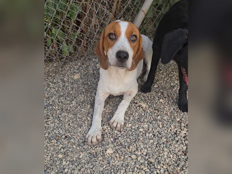 Lissy - sucht Dich für liebevolle Erziehung und für ihr Foreverhome