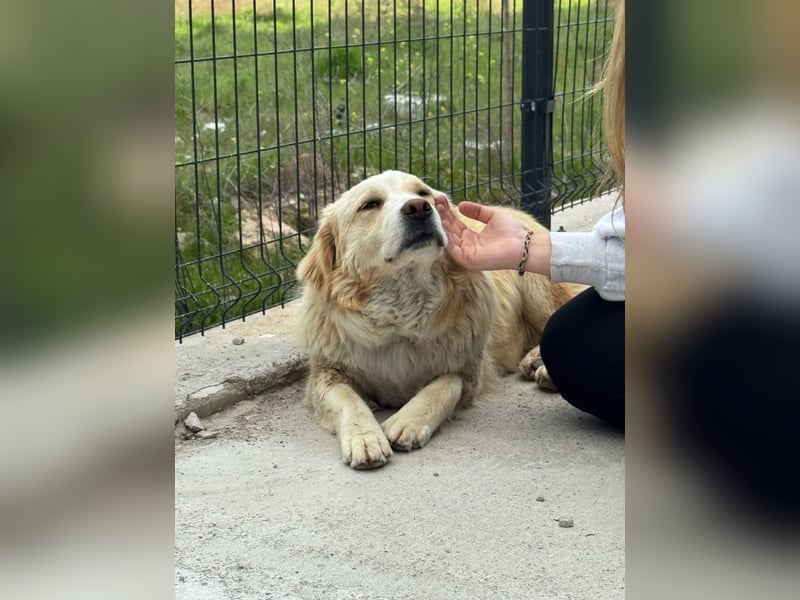 sanfter Romeo sucht ein warmes Plätzchen